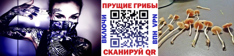 shop наркотические препараты  ОМГ ОМГ   Дальнереченск  что такое наркотик  Псилоцибиновые грибы Psilocybine cubensis 